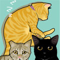 CATzzz猫社会