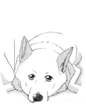 废柴犬可罗的奇迹 截图2